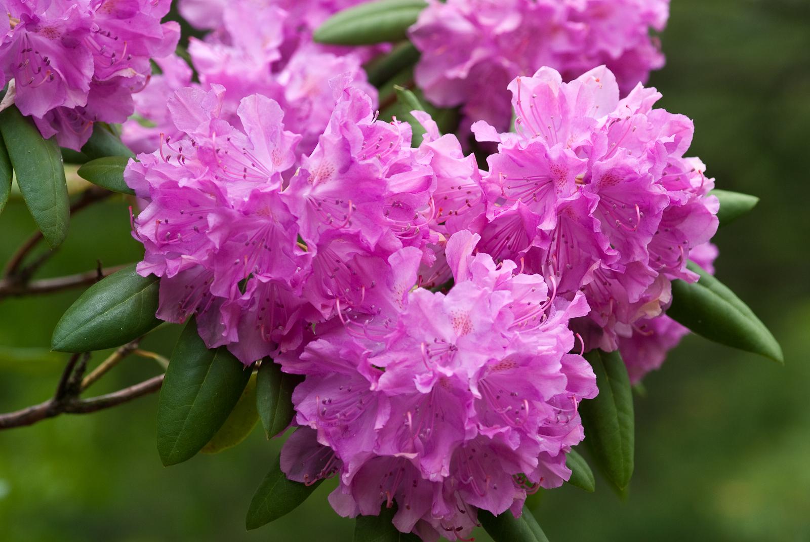 Rhododendron Wallpapers - Top Free Rhododendron Backgrounds ...