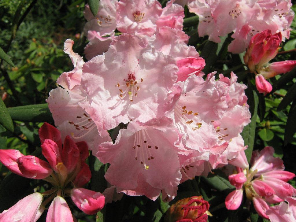 Rhododendron Wallpapers - Top Free Rhododendron Backgrounds ...