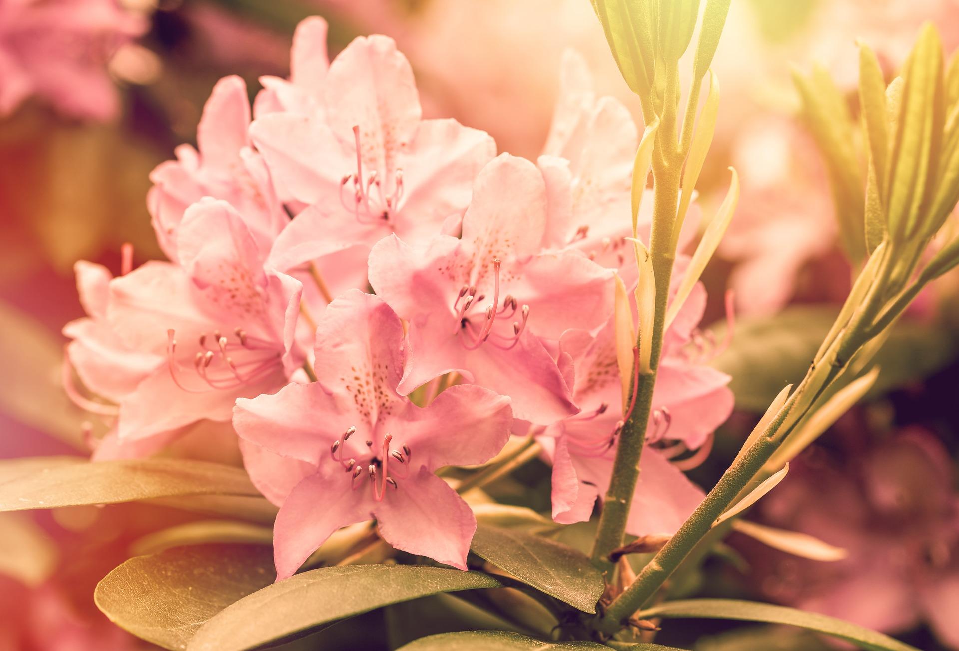 Rhododendron Wallpapers - Top Free Rhododendron Backgrounds