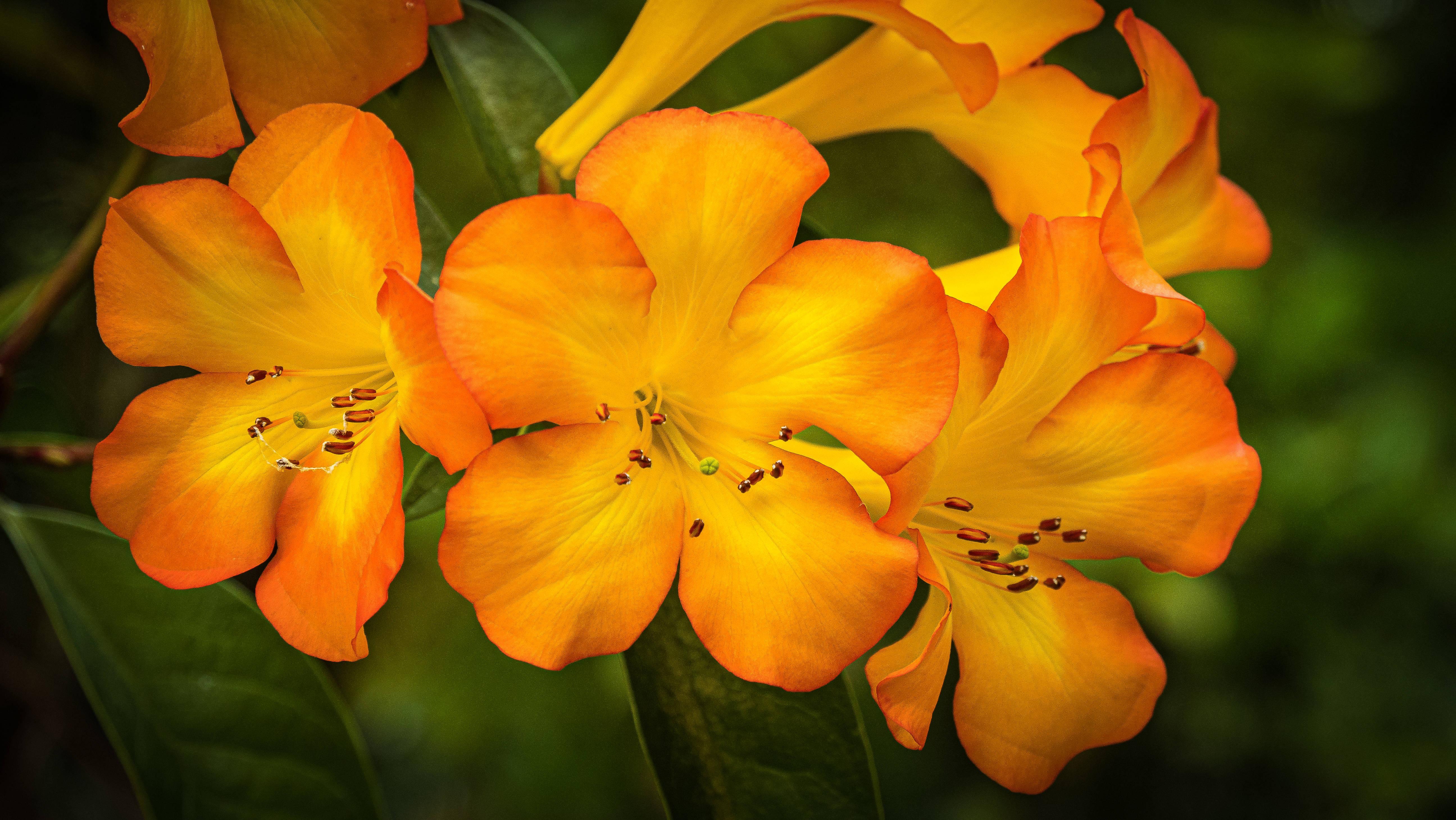 5184x2920 Download Orange And Yellow Rhododendron Flowers Wallpaper