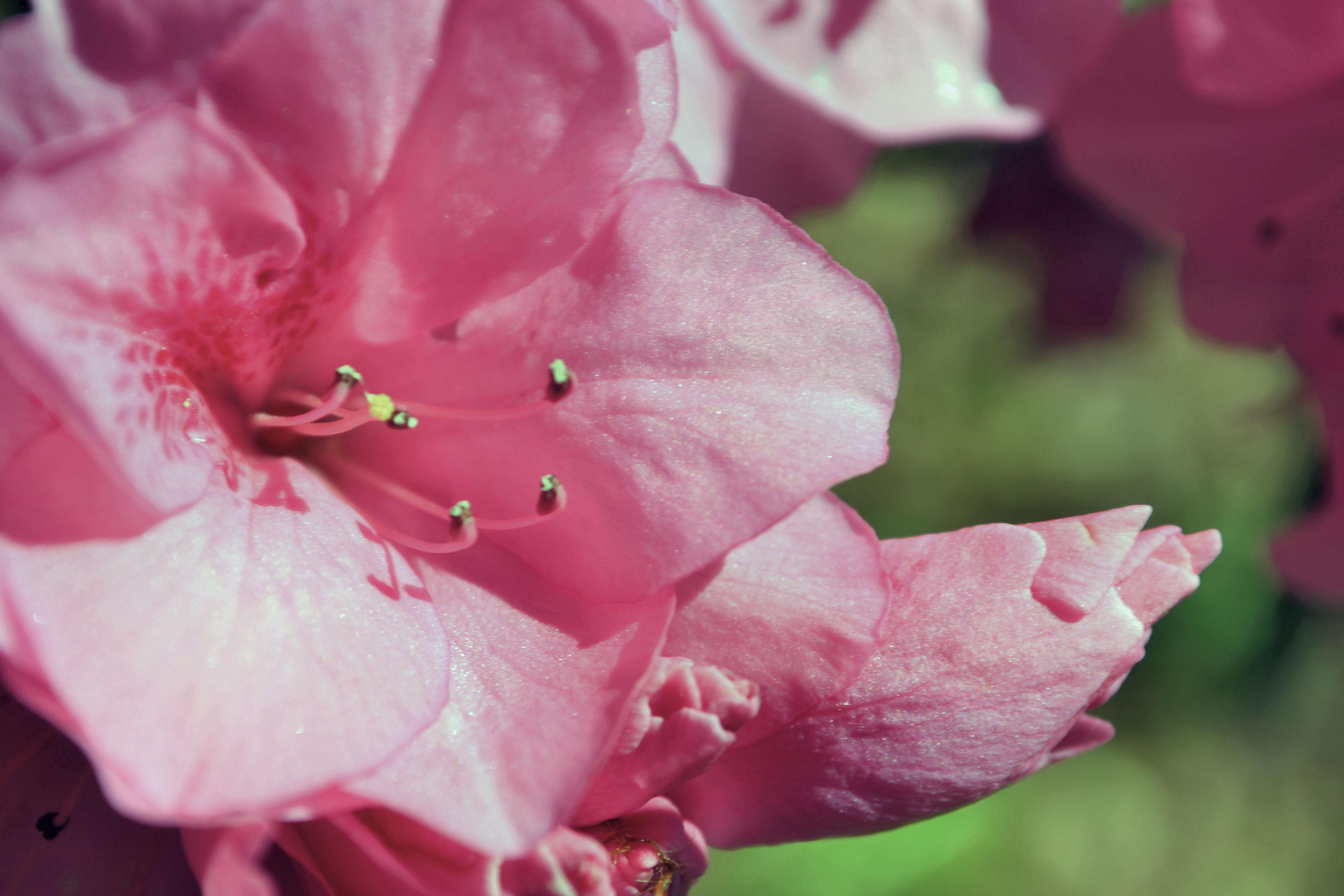 4608x3072 Rhododendron 4k Ultra HD Wallpaper