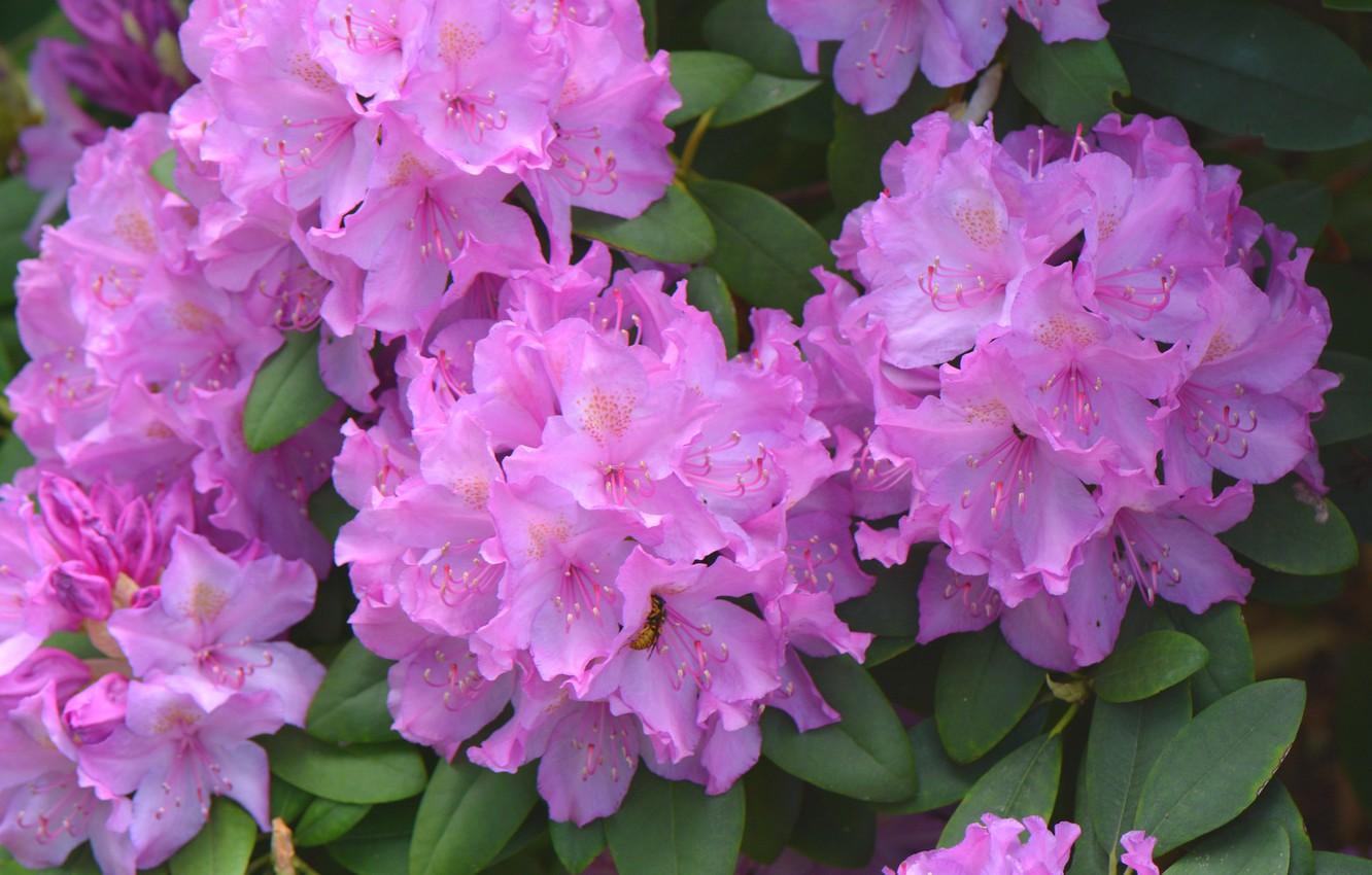 1332x850 Wallpaper pink, rhododendron, Azalea image for desktop, section цветы
