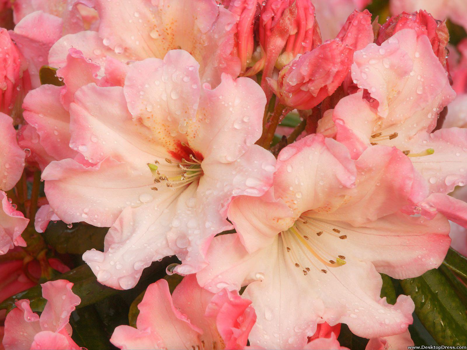 1600x1200 Desktop Wallpaper Flowers Background Rhododendron Blossoms
