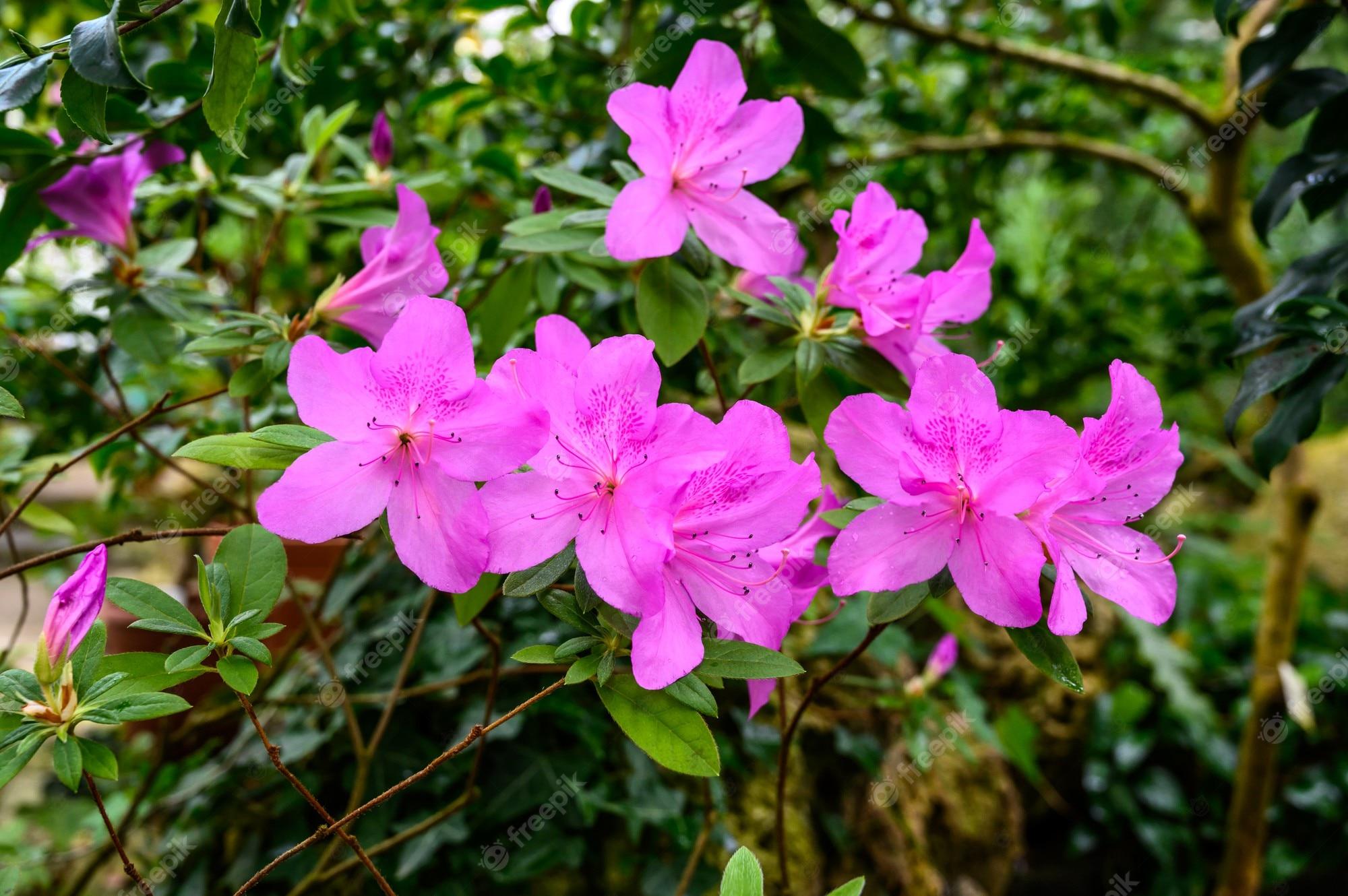 2000x1330 Bushes With Rhododendrons Image