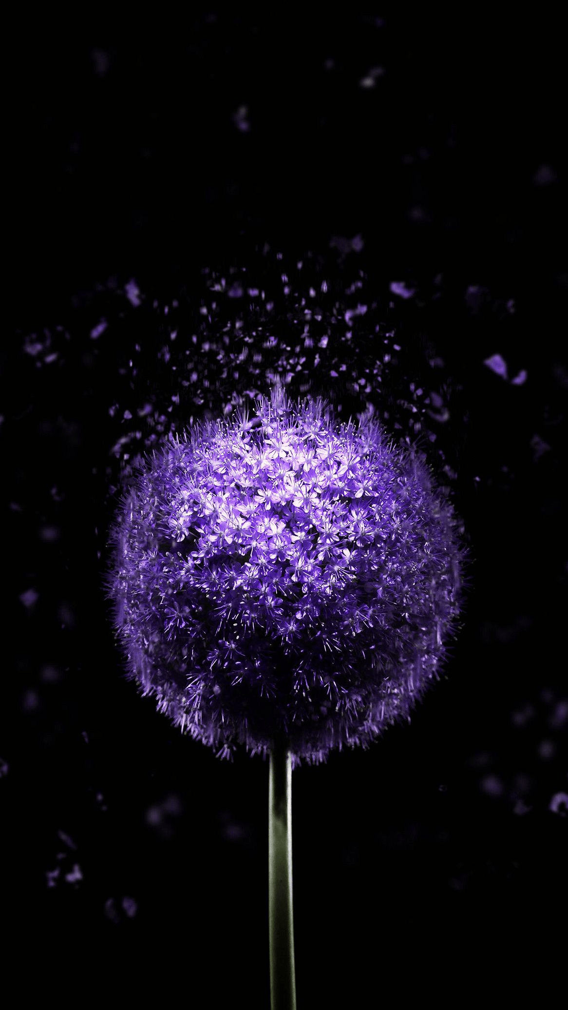 1166x2072 Wallpaper Amoled, Super Amoled, Plant, Flower, Purple, Background Free Image