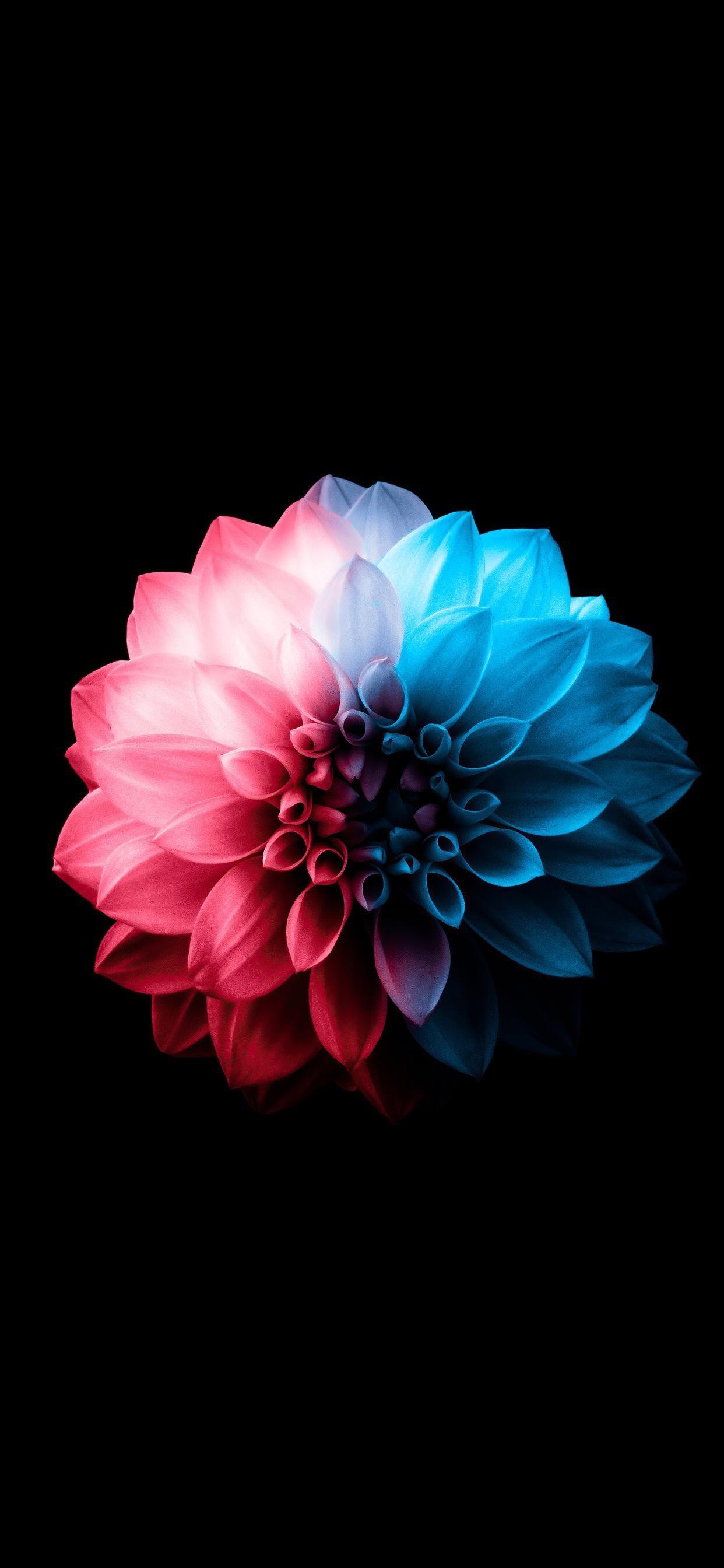 1242x2688 Amoled Mobile Wallpaper, HD Amoled Background, Free Image Download