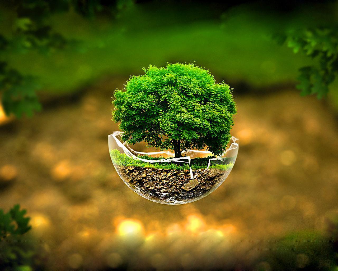 Small Tree Wallpapers Top Free Small Tree Backgrounds WallpaperAccess