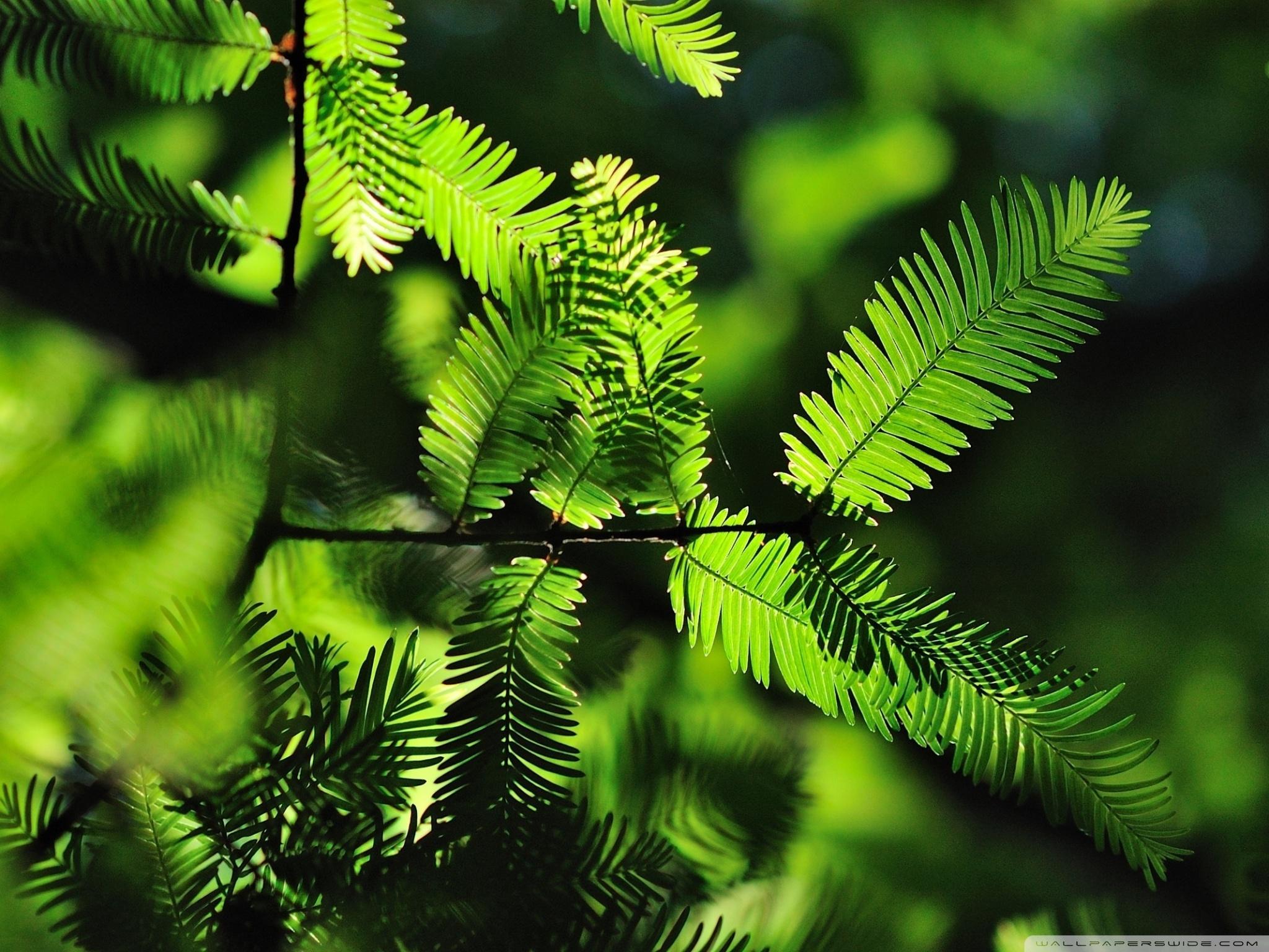 Small Tree Wallpapers Top Free Small Tree Backgrounds WallpaperAccess