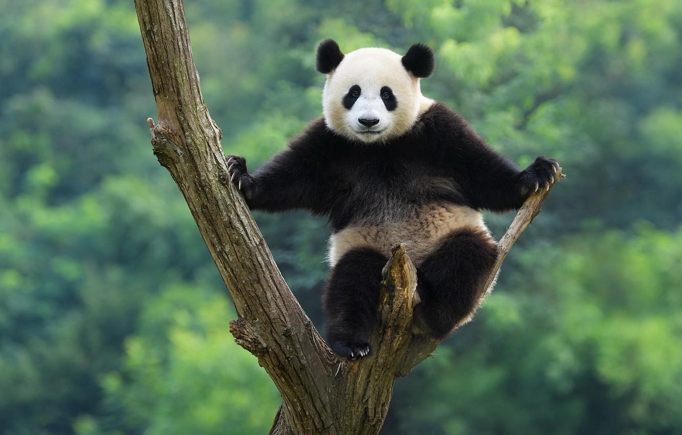 1332x850 Wallpaper branches, nature, pose, green, background, tree, small, baby, bear, bear, Panda, bear, sitting, on the tree image for desktop, section животные