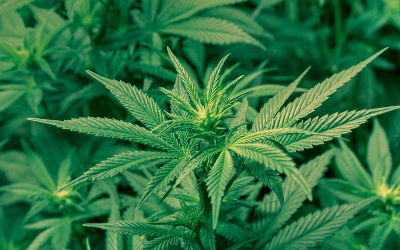 1368x855 Cool Marijuana. Hot Trending Now