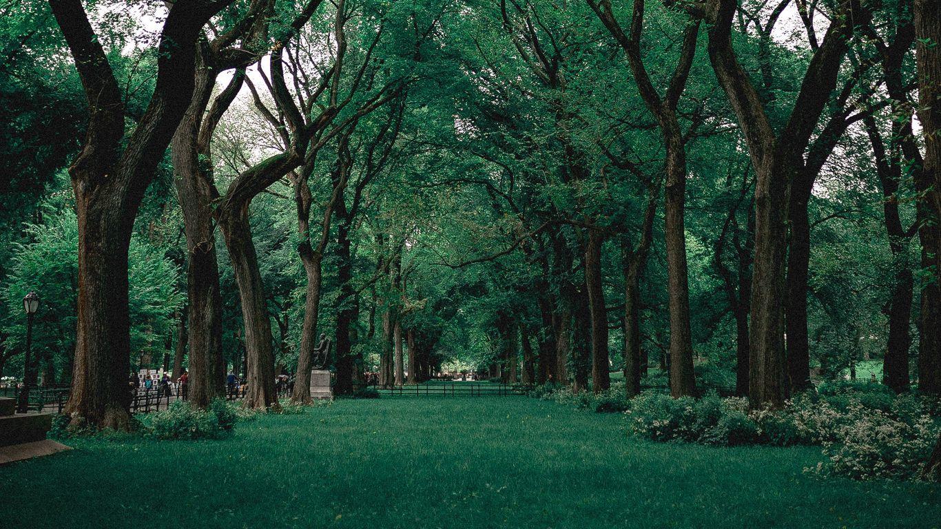 1366x768 Download wallpaper 1366x768 park, trees, grass, green, nature tablet, laptop HD background