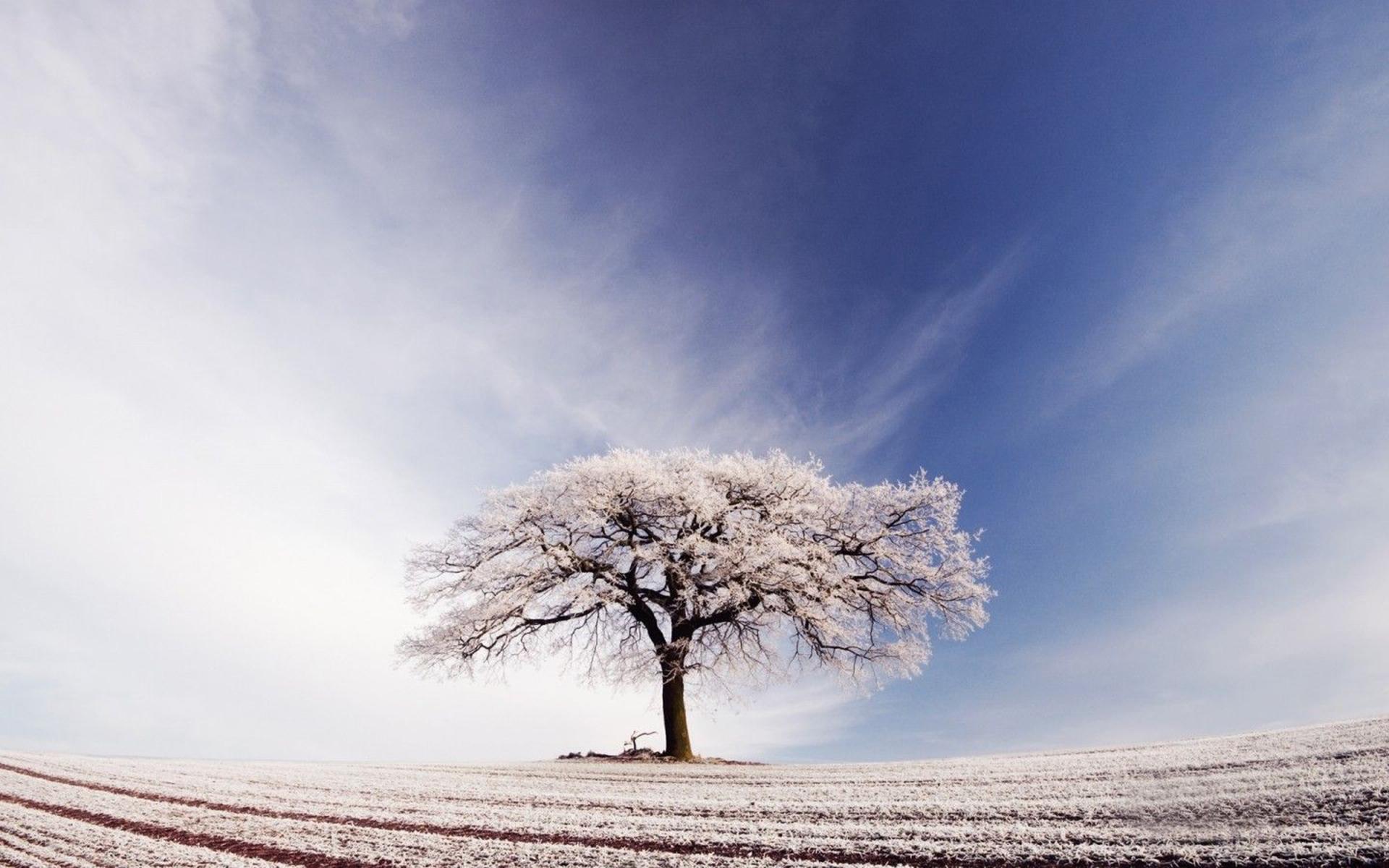 1920x1200 Nature Aesthetic Desktop Wallpaper HD
