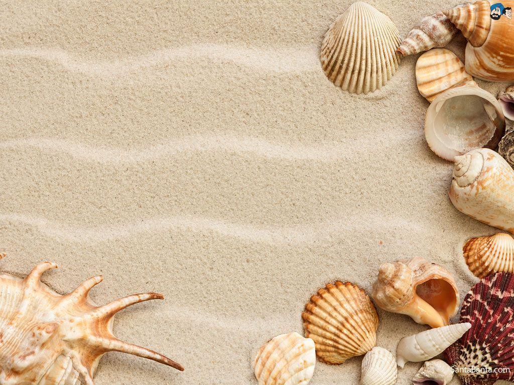 Sea Shell Wallpapers - Top Free Sea Shell Backgrounds - WallpaperAccess