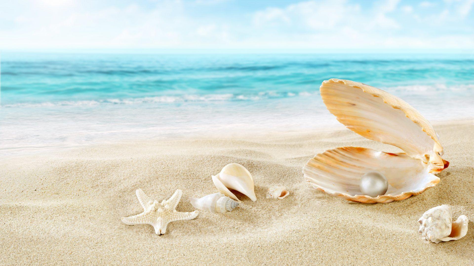 Colorful seashells  Other  Abstract Background Wallpapers on Desktop  Nexus Image 1149399
