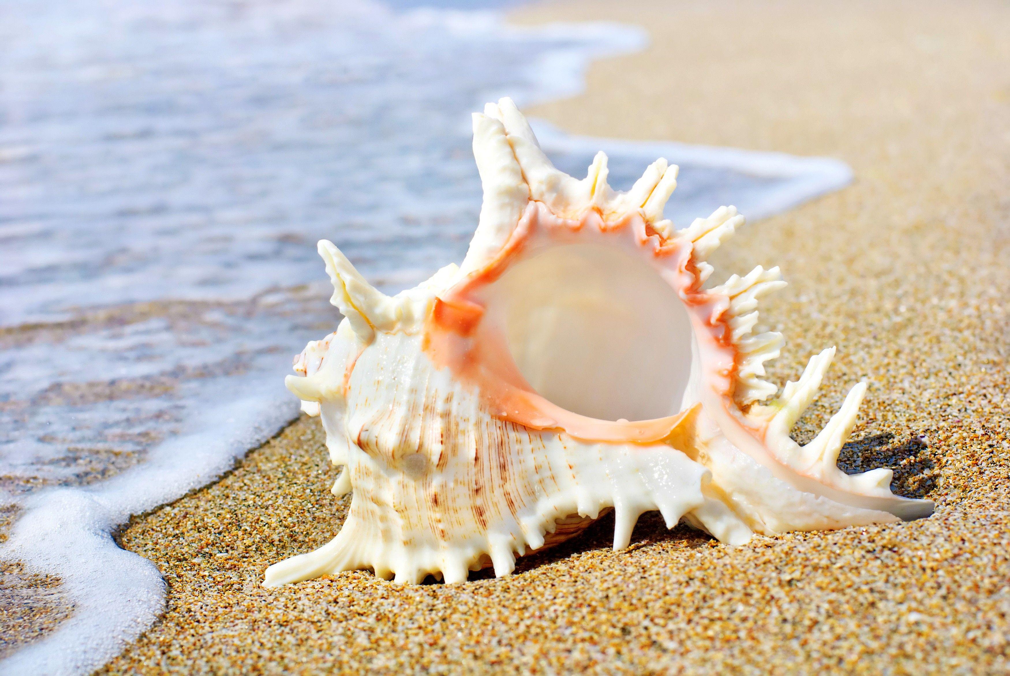 Page 2  sea shell HD wallpapers free download  Wallpaperbetter