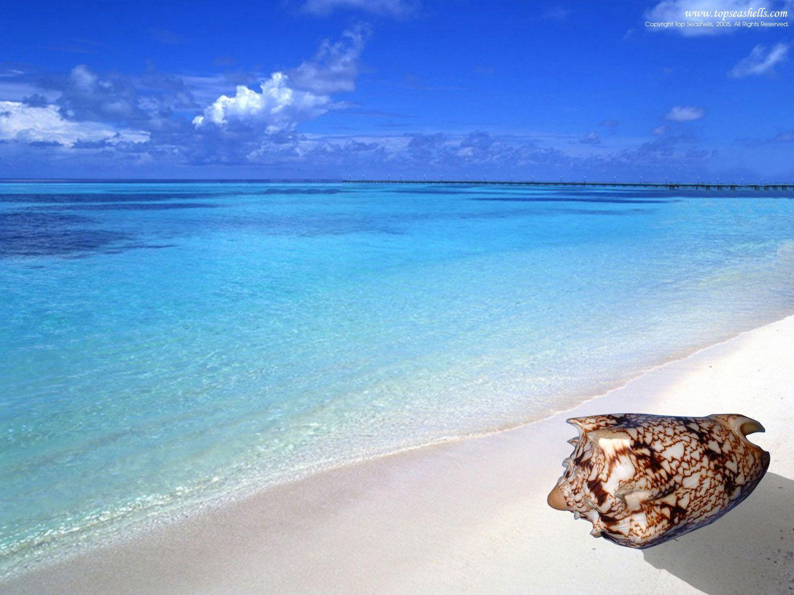 1600x1200 Sea Shell of Topseashells : Specimen Seashells