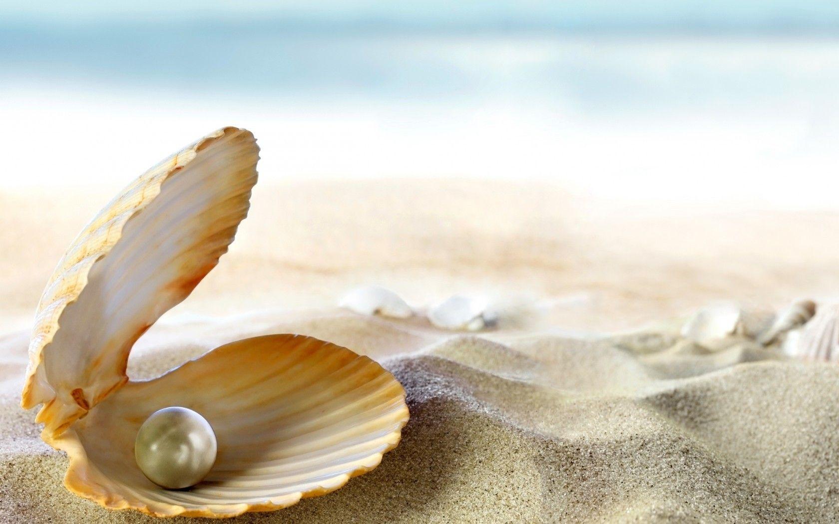 Sea Shell Wallpapers Top Free Sea Shell Backgrounds Wallpaperaccess