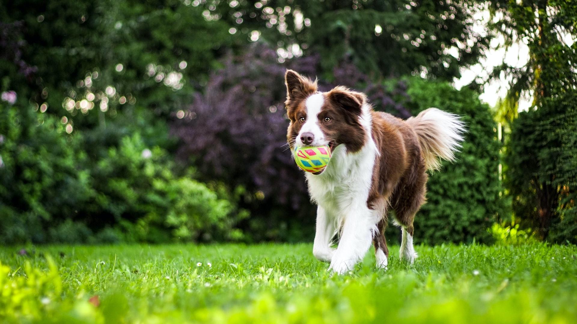 1920x1080 Pet Rehabilitation in Springfield, IL. Coble Animal Hospital