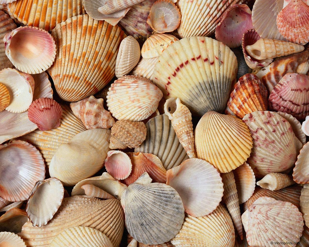 Sea Shell Wallpapers - Top Free Sea Shell Backgrounds - WallpaperAccess