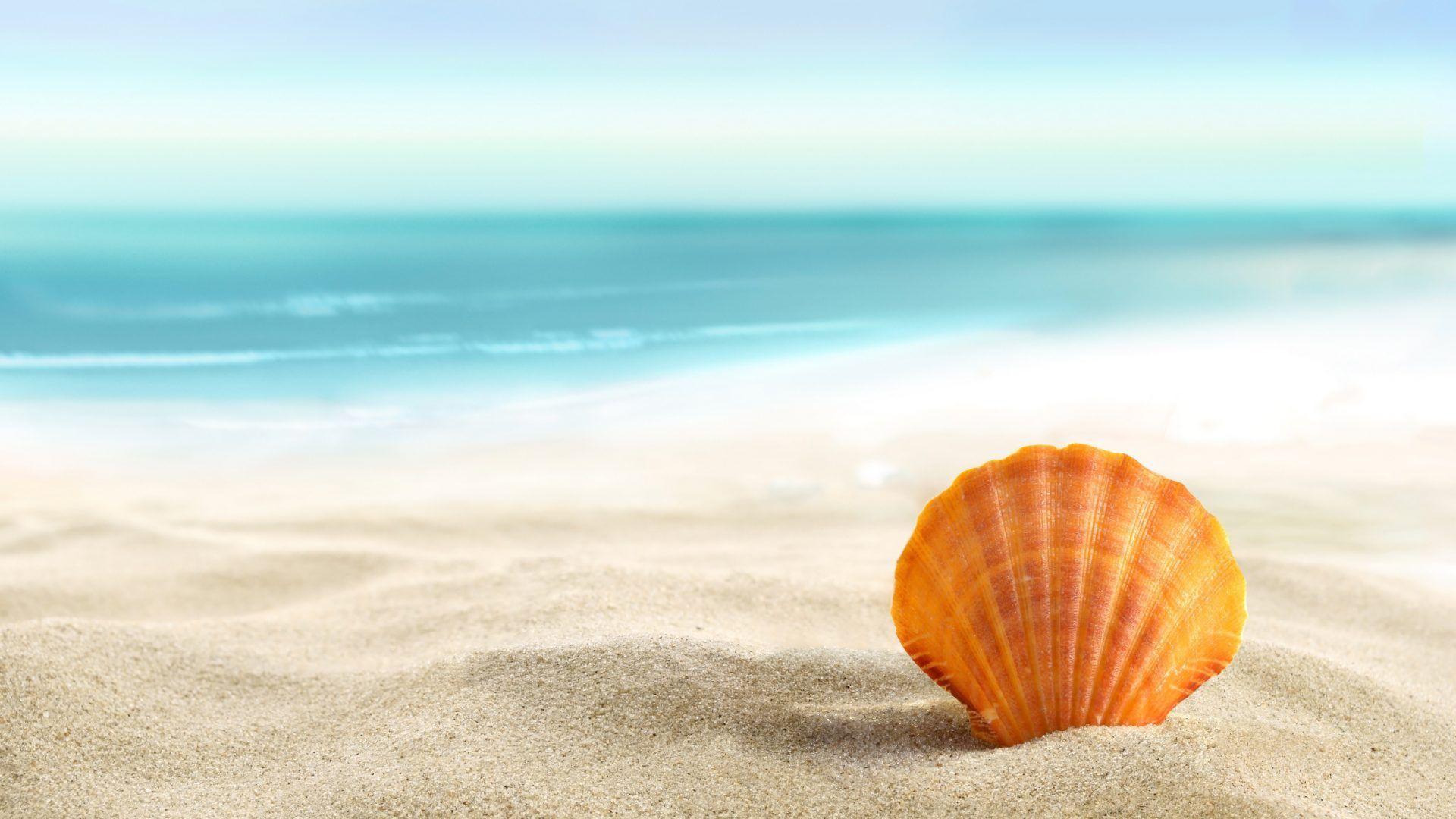 Sea Shell Wallpapers - Top Free Sea Shell Backgrounds - WallpaperAccess
