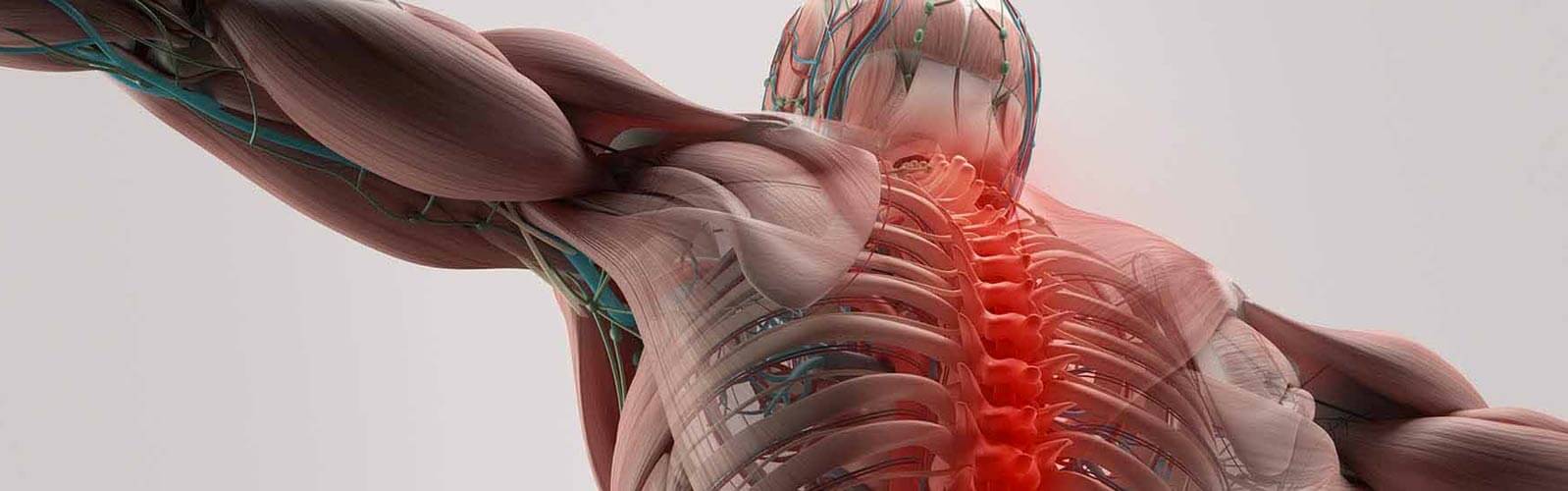 1598x500 Spinal Cord Injury and Stem Cells. ANOVA IRM Germany