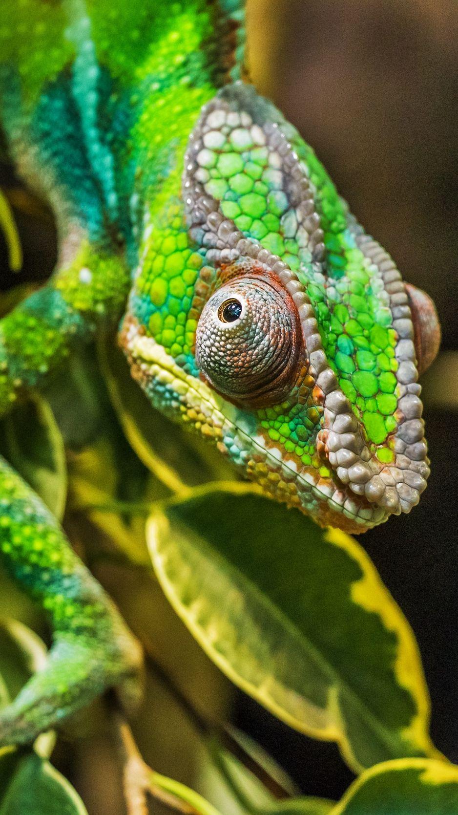938x1668 Download Wallpaper 938x1668 Chameleon, Lizard, Reptile Iphone 8 7 6s