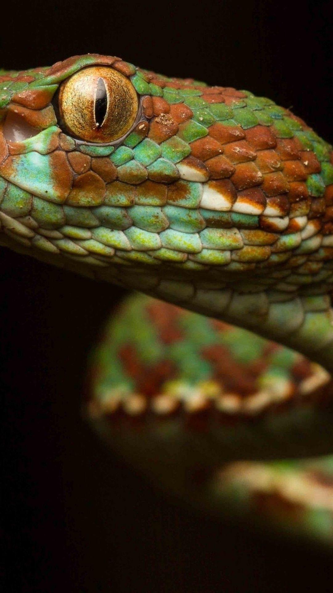 1080x1920 Download 1080x1920 Green Snake, Macro, Viper, Reptile Wallpaper