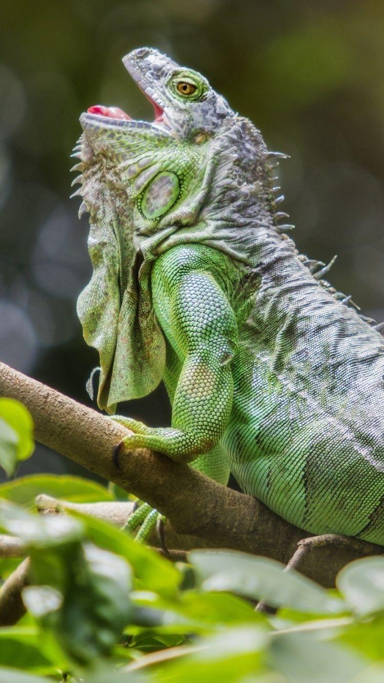 750x1334 Animal Iguana (750x1334) Wallpaper