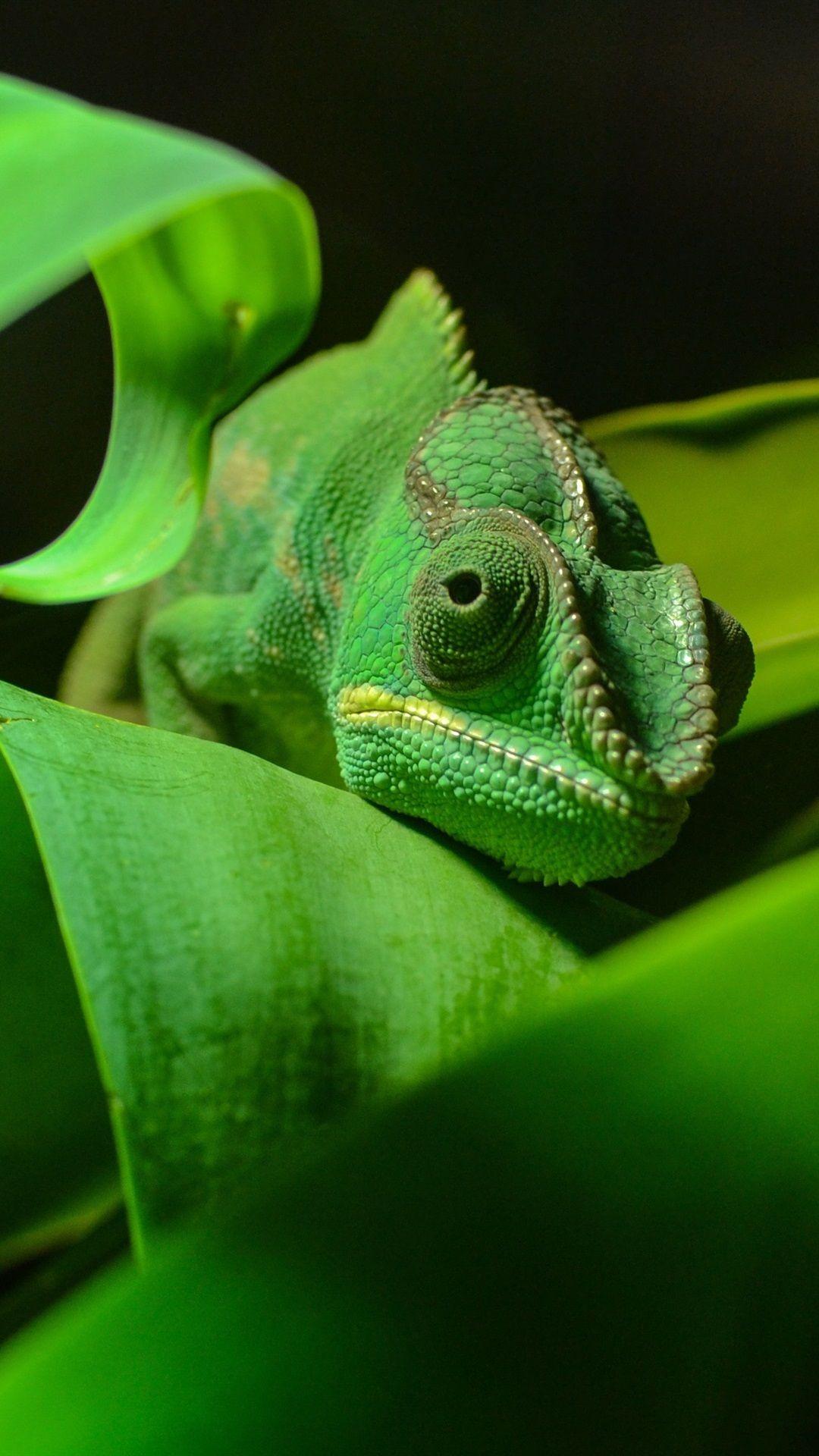 1080x1920 Green Chameleon, Reptile Close Up, Foliage 1080x1920 IPhone 8 7 6 6S