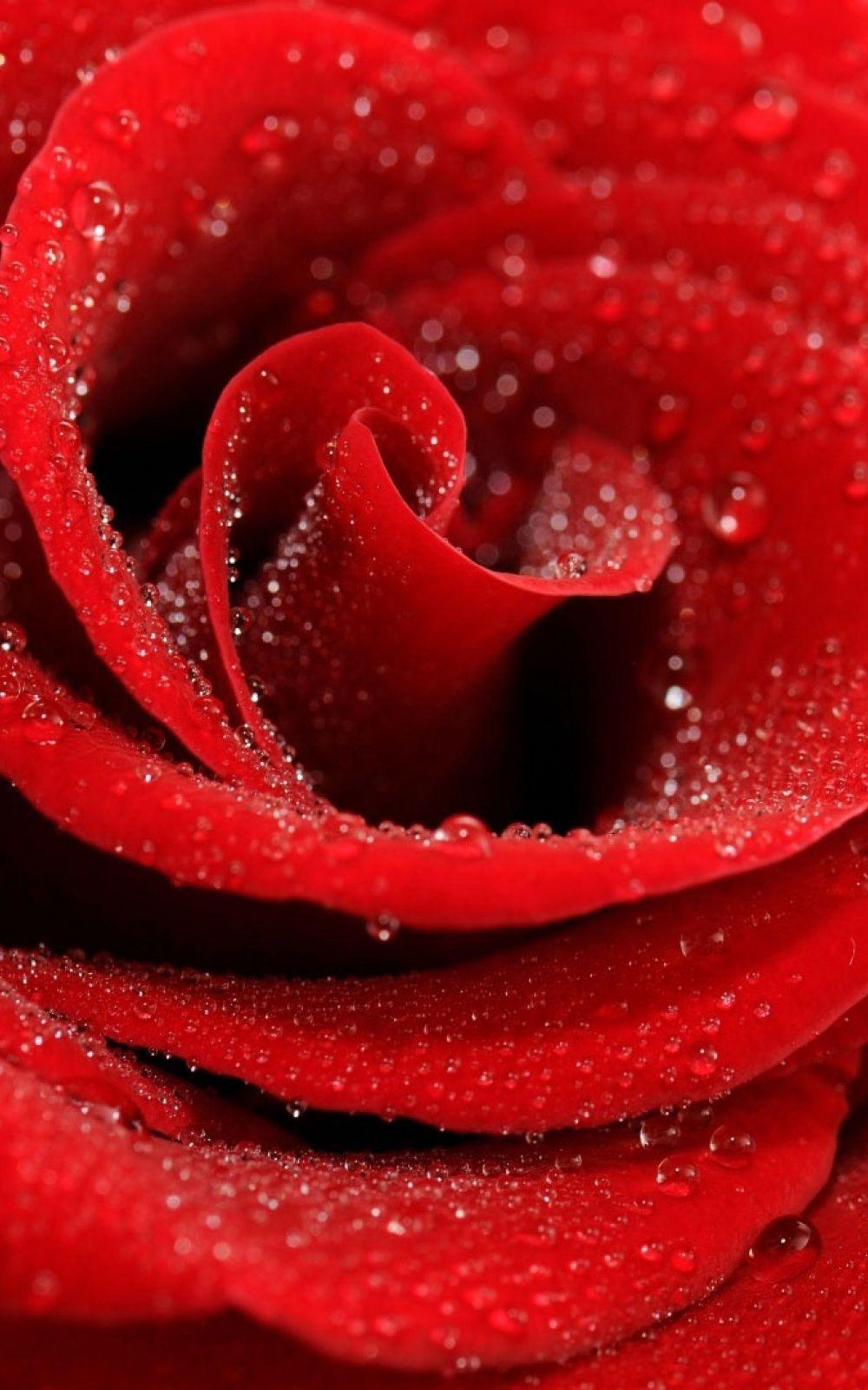 1000x1600 Wallpaper Red Roses Image