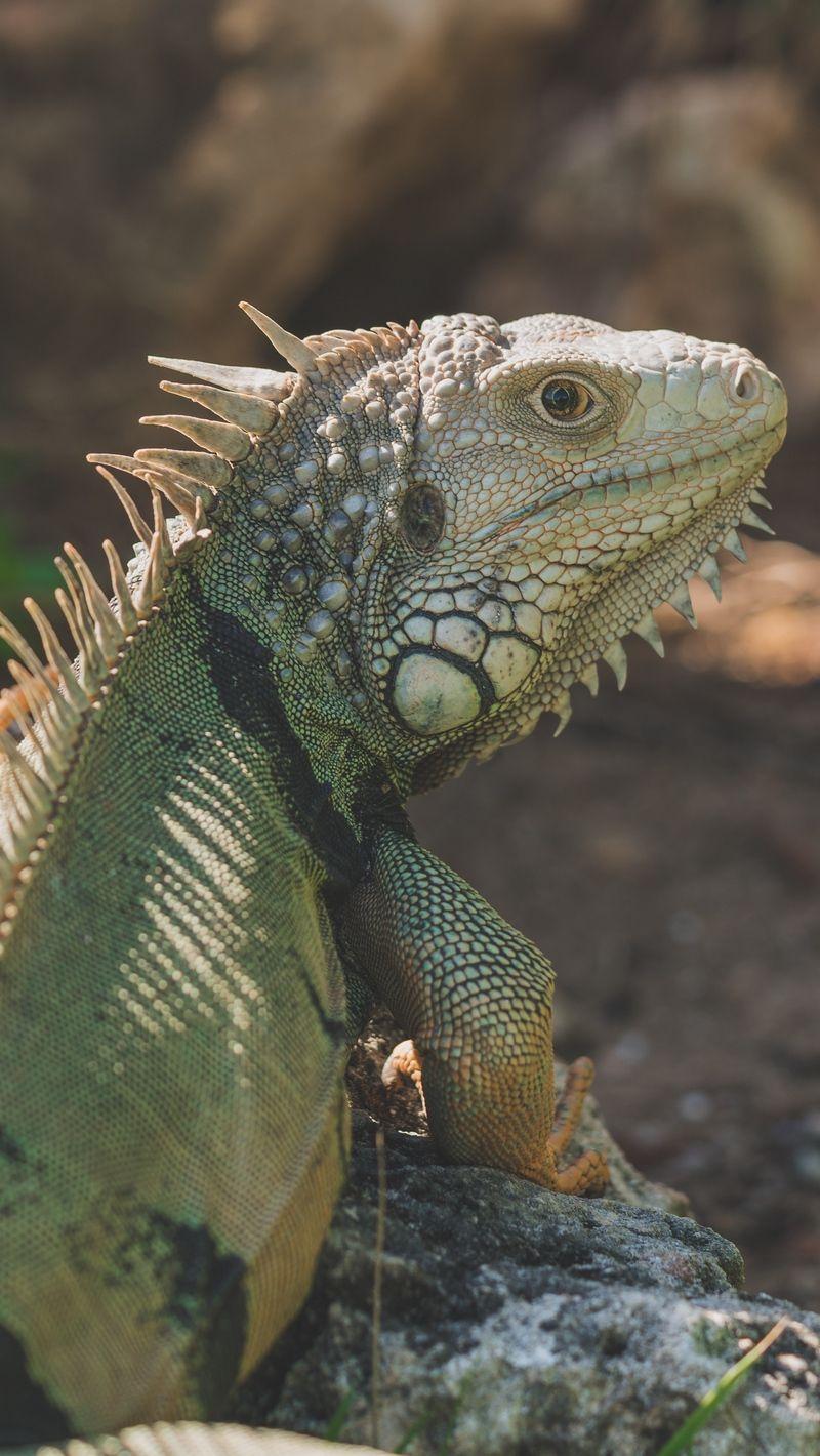 800x1420 Download Wallpaper 800x1420 Iguana, Reptile, Pangolin Iphone Se 5s