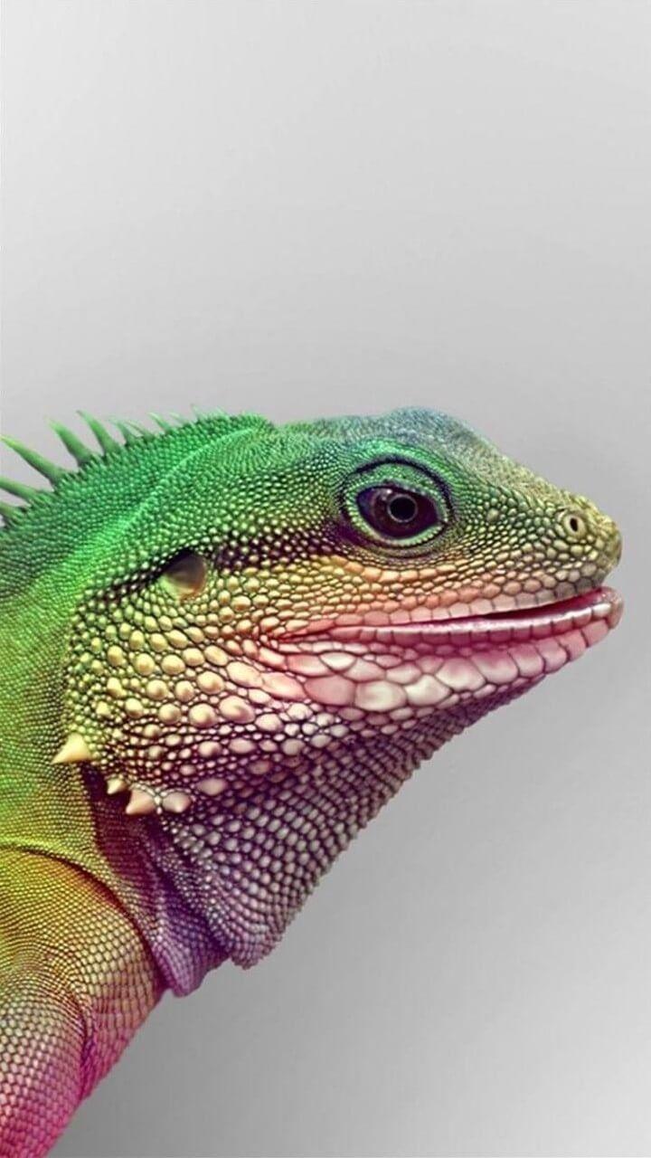 720x1280 ANIMALS. Animals, Reptiles, iPhone wallpaper