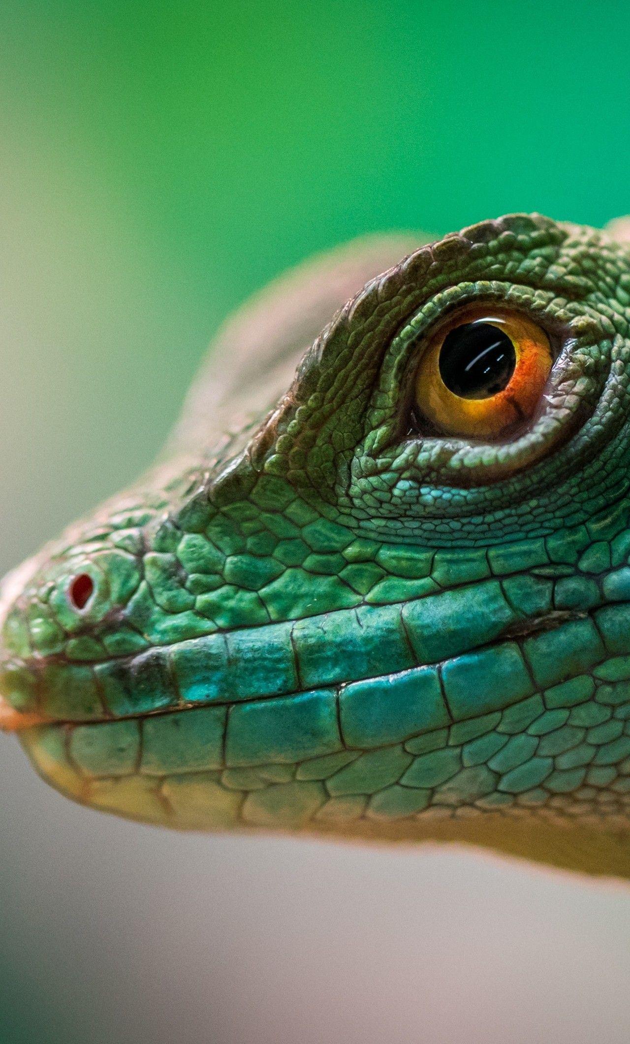 1280x2120 Green Lizard Reptile Macro 4k iPhone HD 4k Wallpaper