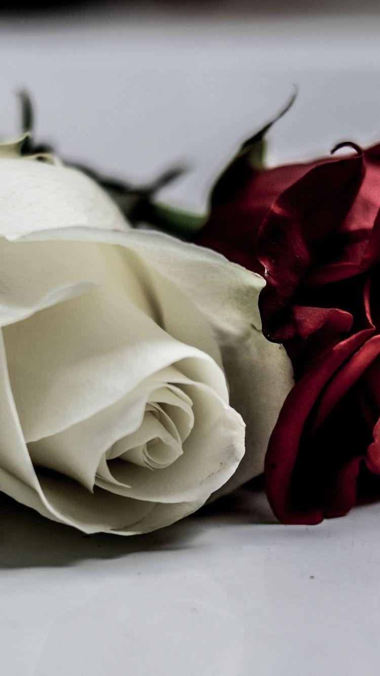 750x1334 Download 750x1334 wallpaper white & red roses, flowers, iphone 7