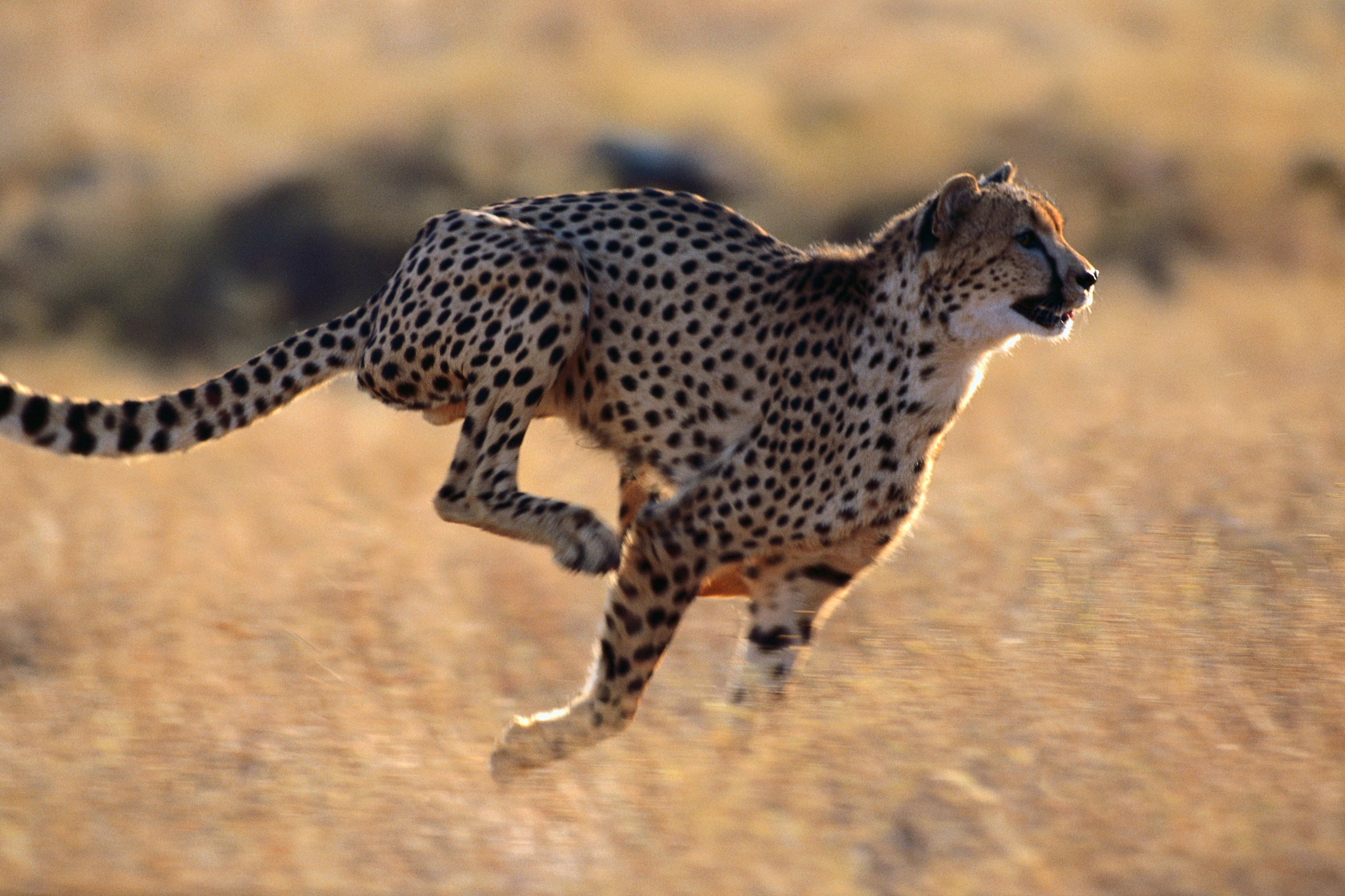4200x2800 Animal Cheetah 4k Ultra HD Wallpaper