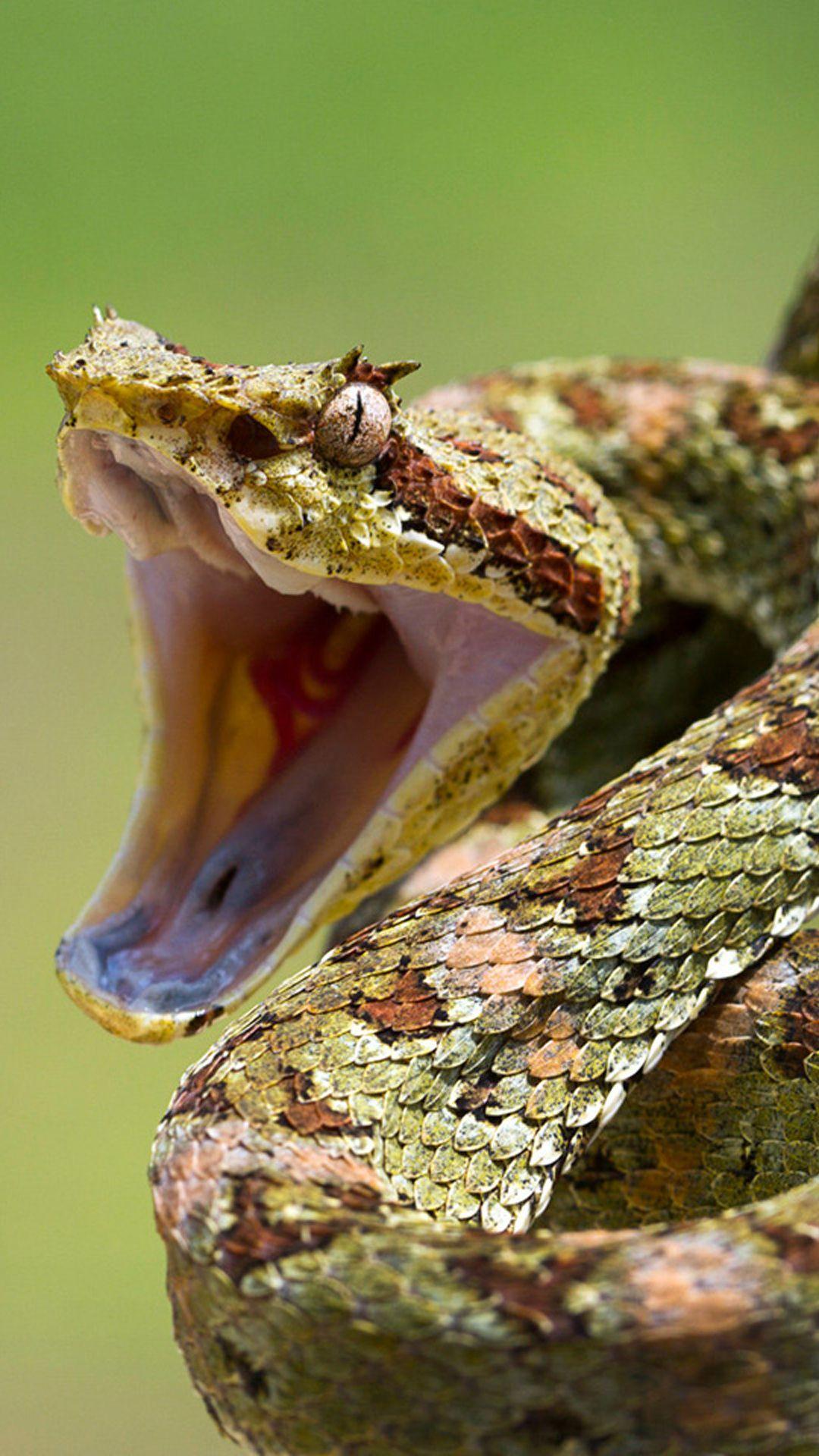1080x1920 Snake Wallpaper iPhone 6