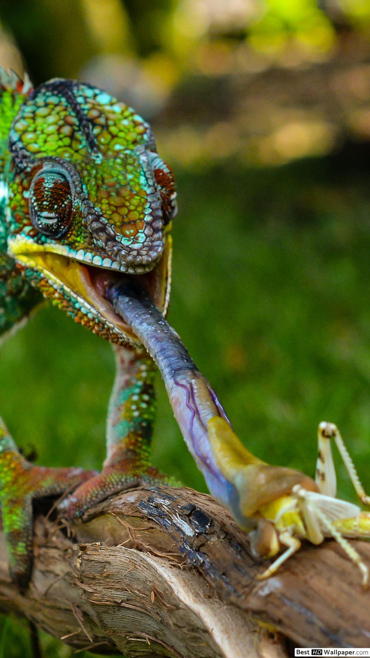 1242x2208 Chameleon tounge shot HD wallpaper download