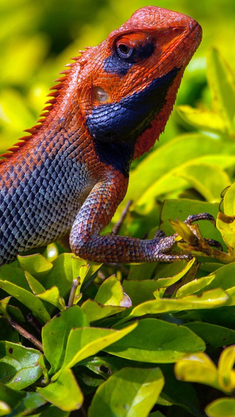 800x1420 Download wallpaper 800x1420 lizard, reptile, grass, scales iphone se