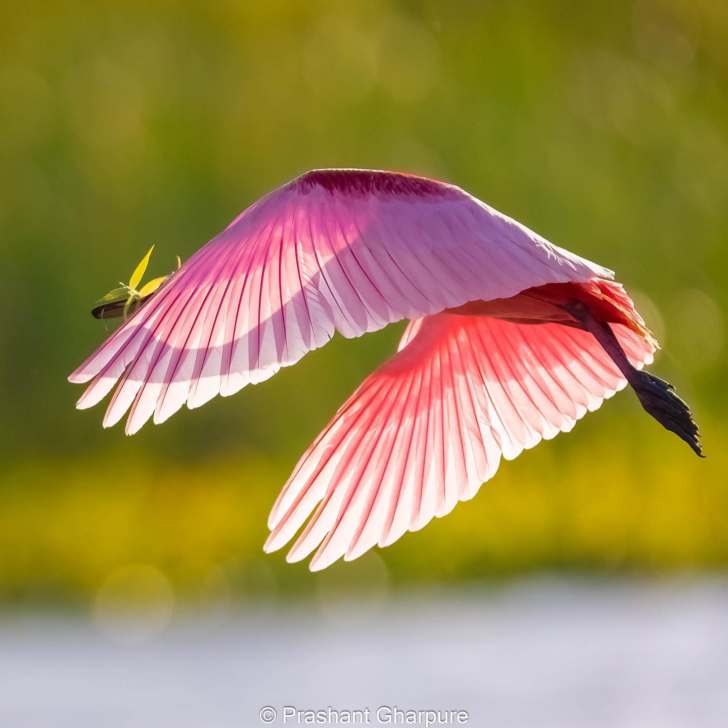 1440x1440 Visit Indian River are over 370 bird species in the Indian River Lagoon. This beautiful Roseate Spoonbill is just one of them. ​ ​