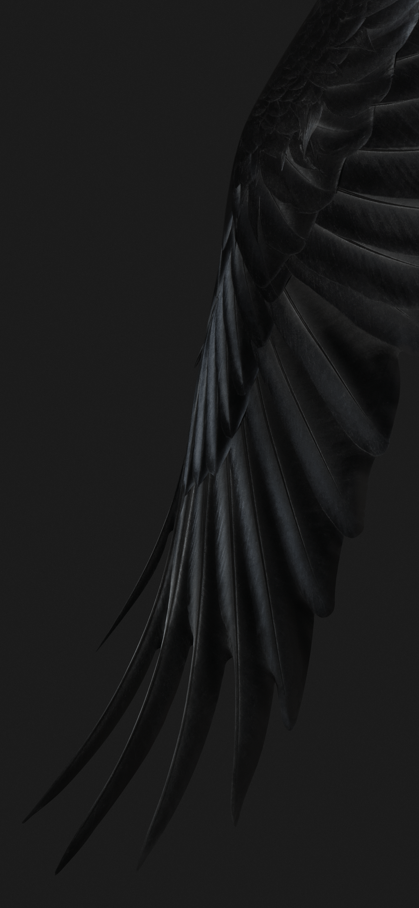 1440x3120 Download 'Feathers' wallpaper from the Pixel 7 and Pixel 7 Pro
