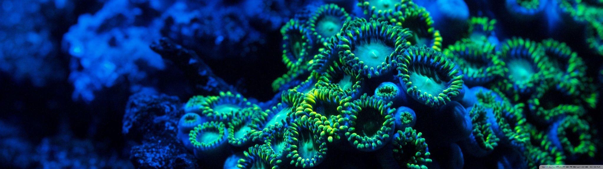 2048x576 Zoanthids Coral ❤ 4K HD Desktop Wallpaper for 4K Ultra HD TV • Wide
