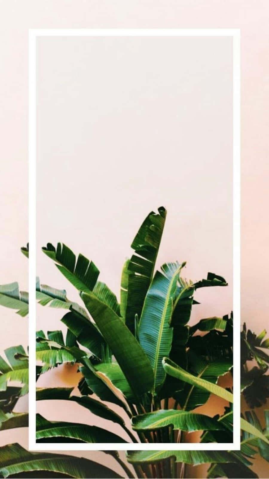 900x1601 Download Minimalist Pastel Plant Aesthetic Phone Wallpaper