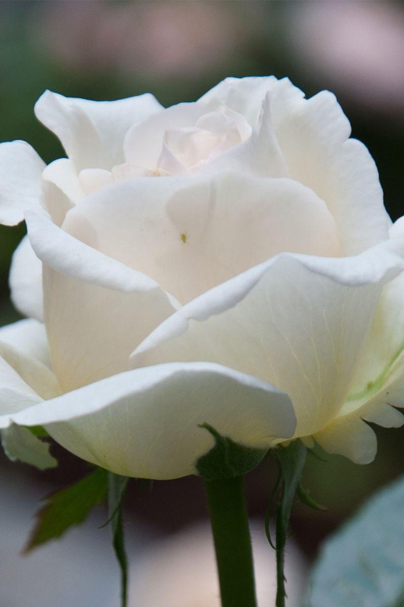White Rose iPhone Wallpapers - Top Free White Rose iPhone Backgrounds ...