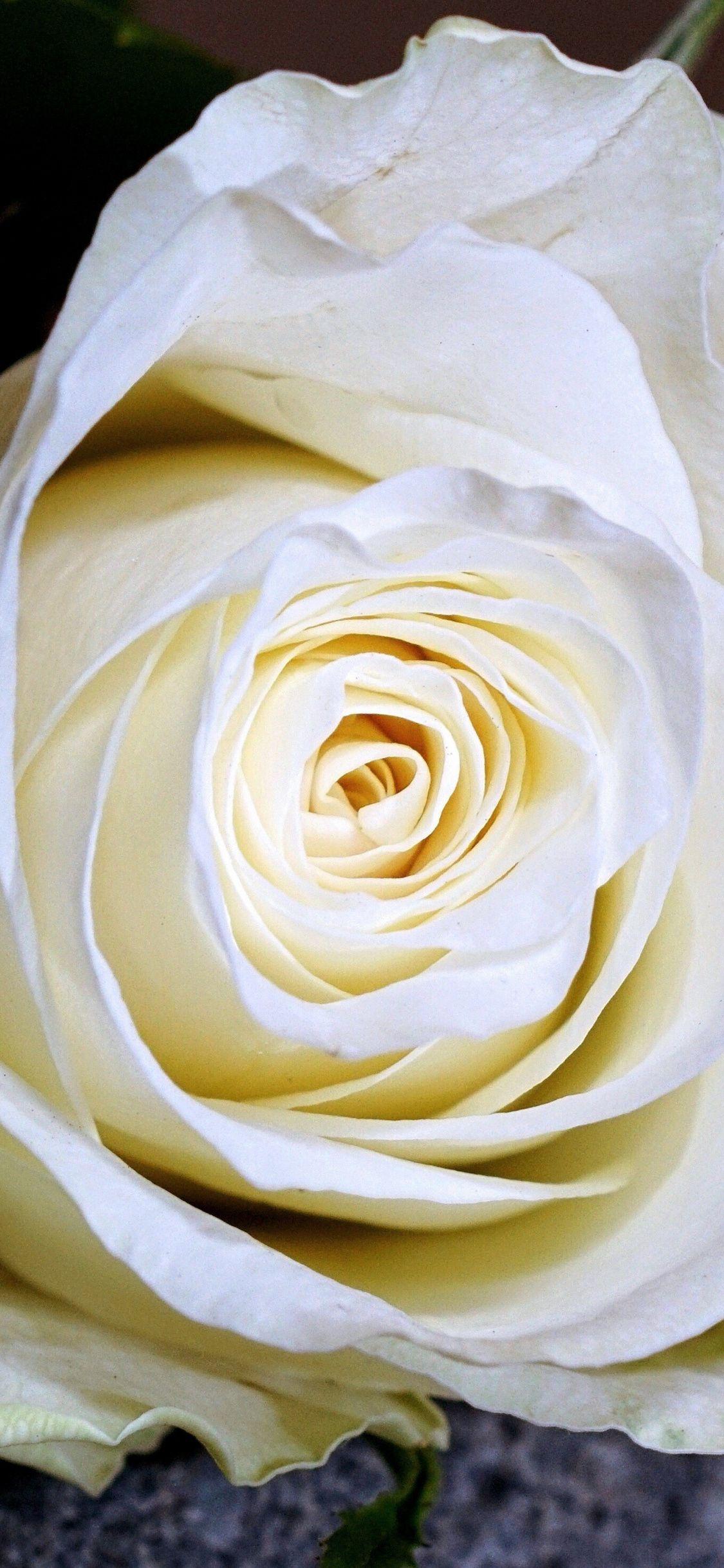 White Rose iPhone Wallpapers - Top Free White Rose iPhone Backgrounds