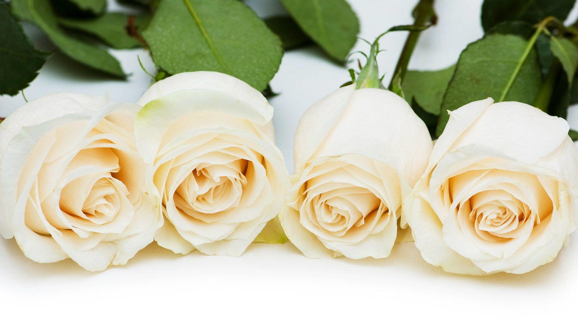White Rose Wallpapers - Top Free White Rose Backgrounds - WallpaperAccess