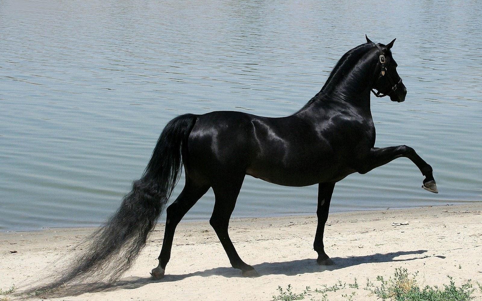 1600x1000 Free download HD horse wallpaper with beautiful black horse HD horses wallpaper [1600x1000] for your Desktop, Mobile & Tablet. Explore Beautiful Horse Wallpaper Desktop. Horse Wallpaper, Horse Background, Beautiful Horse Wallpaper