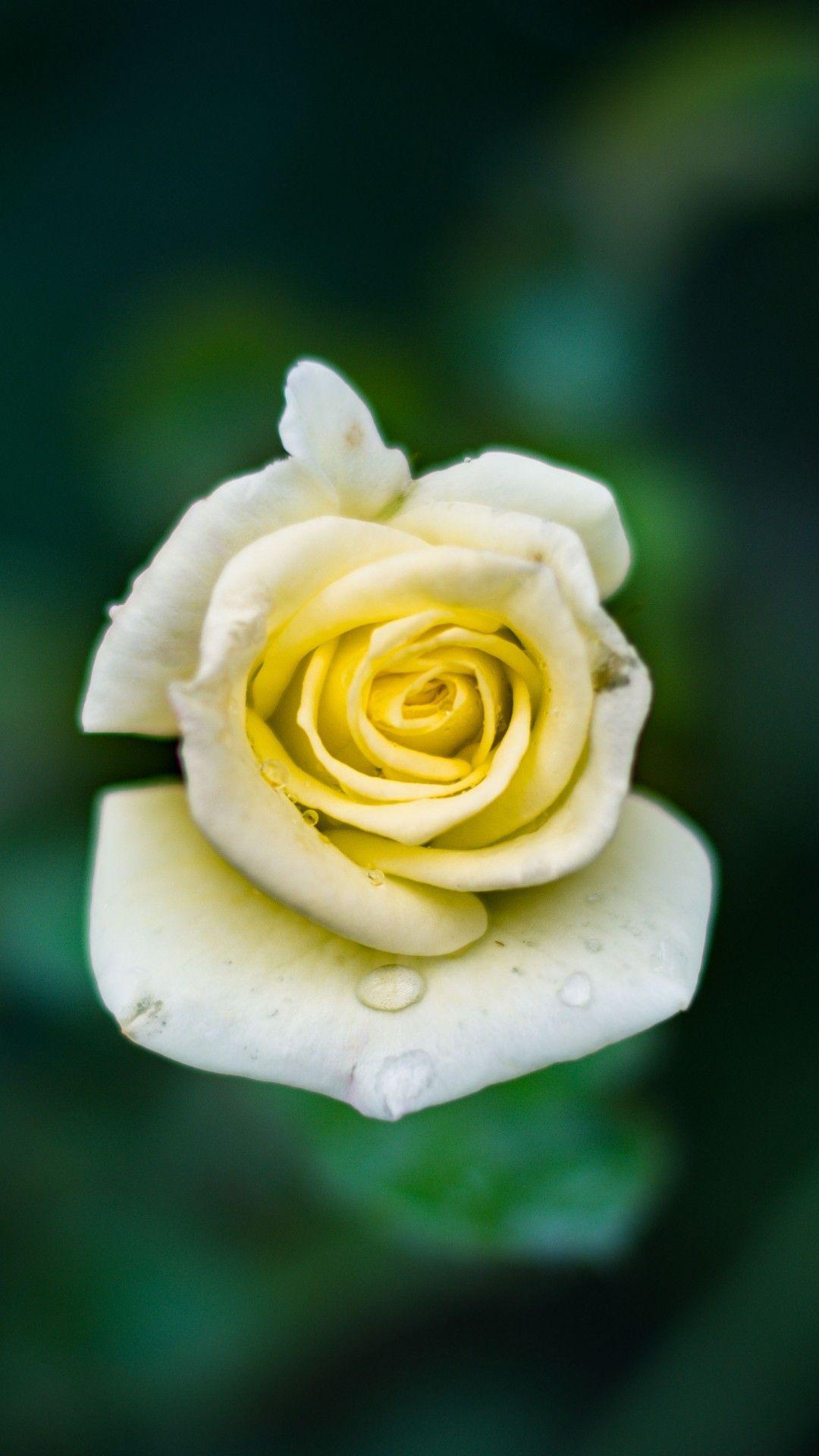 White Rose iPhone Wallpapers Top Free White Rose iPhone Backgrounds