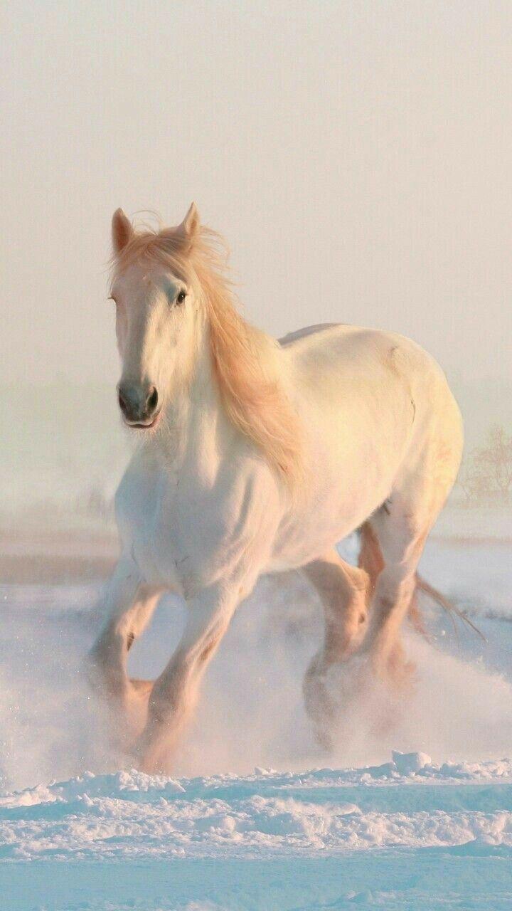 720x1280 SEKİL. Schöne pferde, Schönste pferde, Pferdefotos