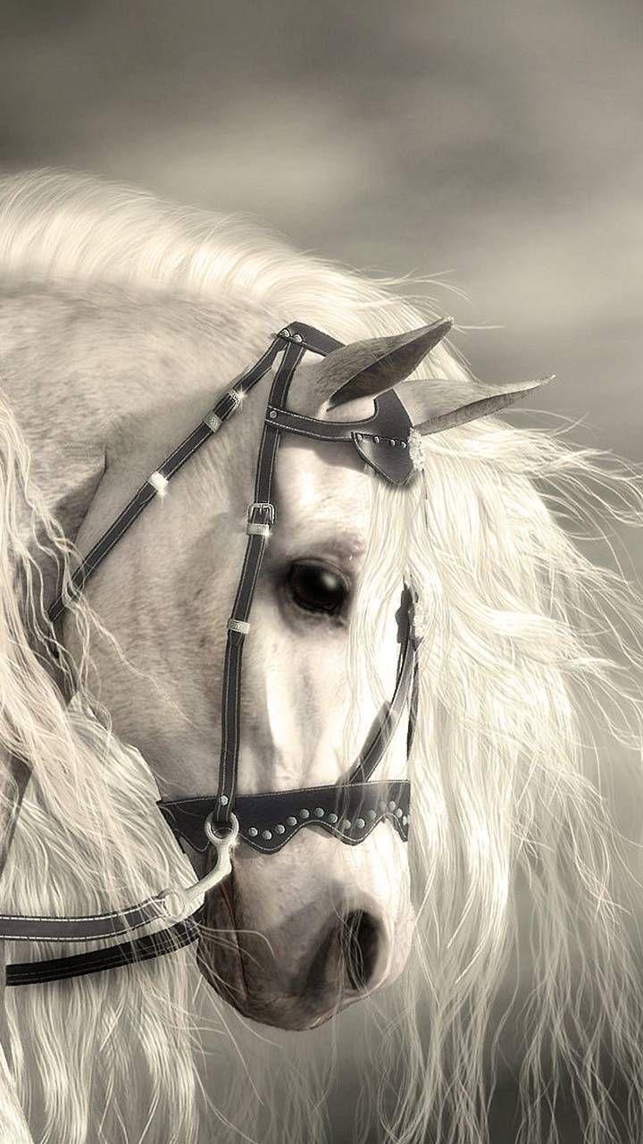 720x1280 Download Horse wallpaper by Zomka now. Browse millions of popular horse Wallpaper and Ri. Horse wallpaper, Horses, Beautiful arabian horses