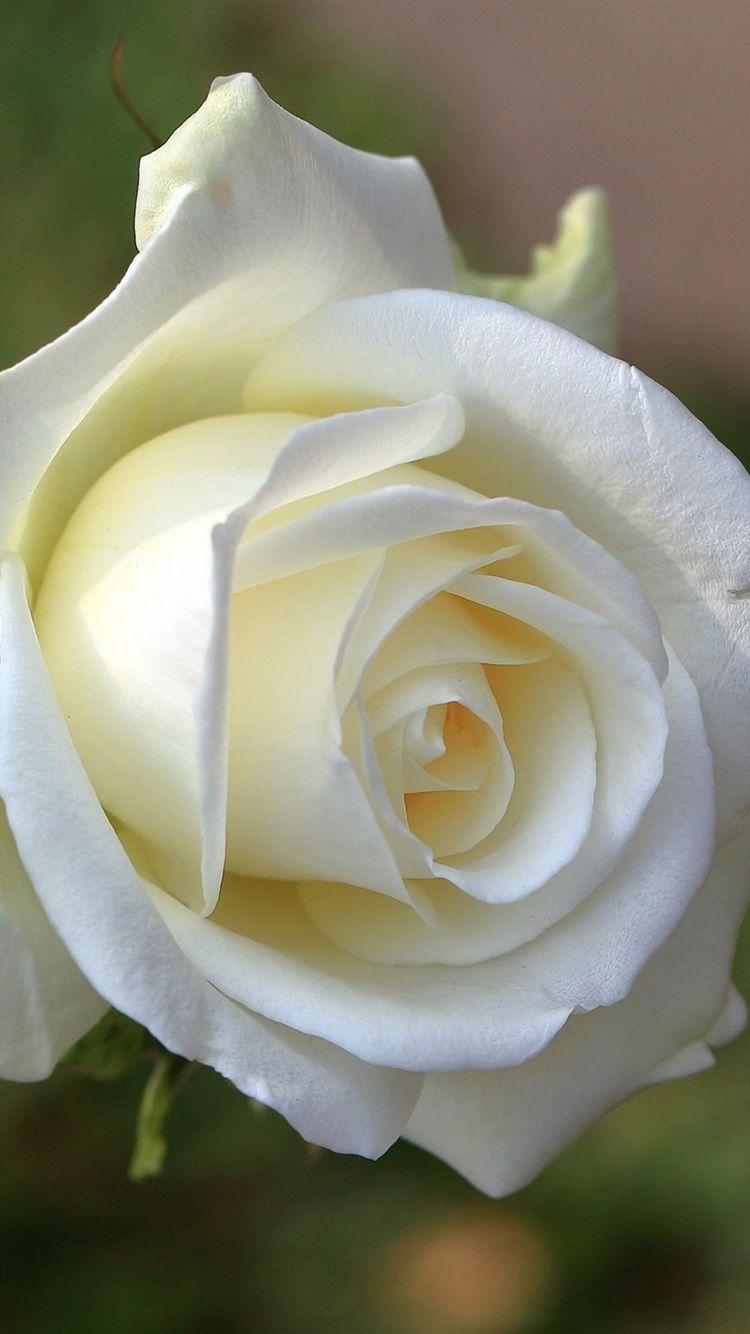 White Rose iPhone Wallpapers - Top Free White Rose iPhone Backgrounds - WallpaperAccess